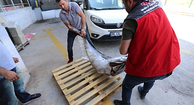 AVLANMASI YASAK 3 ADET ORKİNOS BALIĞI ELE GEÇİRİLDİ