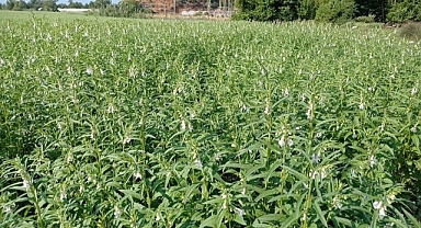 KÖYCEĞİZ’DE SUSAM ÜRETİMİ PROJESİ DEVAM EDİYOR