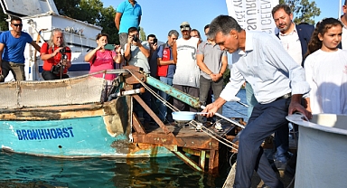 KÖYCEĞİZ GÖLÜ’NE 260 BİN SAZAN BIRAKILDI 