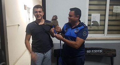 Zabıtanın dikkati Rocco’yu kurtardı 