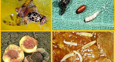 AKDENİZ MEYVE SİNEĞİ MÜCADELESİ BAŞLADI