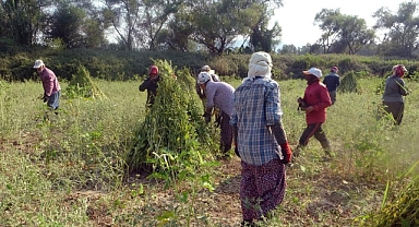 ALTIN SUSAMDA İŞÇİ TEHLİKESİ