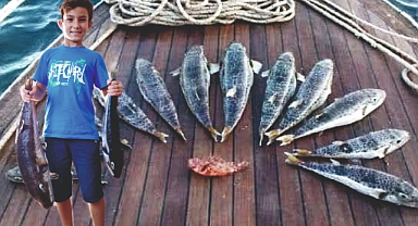 BODRUM’DA BALON BALIĞI İSTİLASI