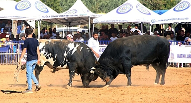 BOĞALAR EĞİTİM YARARINA GÜREŞTİ