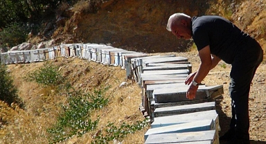 ÇAM BALINDA TEHLİKE ÇANLARI