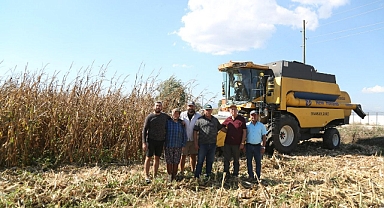 DANE MISIRDA HASAT SEZONU BAŞLADI
