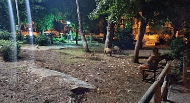 DOMUZLAR YEMEKLERİNİ YESİN DİYE BANKTA ONLARI BEKLEDİ