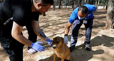 KAMPÜS İÇİNDEKİ HAYVANLAR AŞILANIYOR