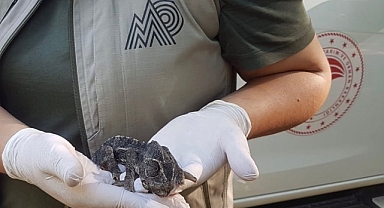 KARAYOLUNDA BULUNAN BUKALEMUN TEDAVİ ALTINA ALINDI