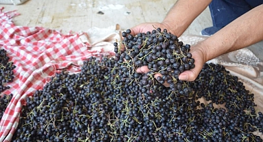 KÖYCEĞİZ'DE ARONYA HASADI GERÇEKLEŞTİ