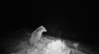 KÖYCEĞİZ’DE VİDEOKAPANLA İLK DEFA BOZAYI GÖRÜNTÜLENDİ