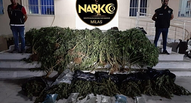 MİLAS'TA UYUŞTURUCU OPERASYONU