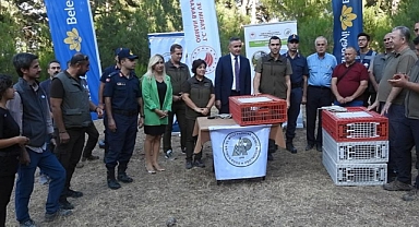 MUĞLA’DA 75 ADET KINALI KEKLİK DOĞA İLE BULUŞTU