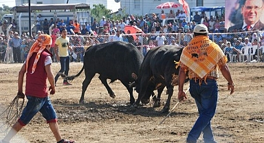 ÖREN’DE BOĞA GÜREŞİ DÜZENLENECEK