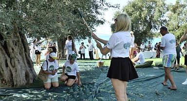 TURİSTLER TATİLİ BIRAKIP ZEYTİN TOPLADI