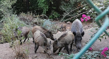 YANGINDAN KAÇAN DOMUZ SÜRÜSÜ OTEL BAHÇESİNE SIĞINDI