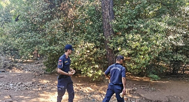 YANGINDAN KAÇAN DOMUZLARA JANDARMA VE OTELCİLER BESLEDİ