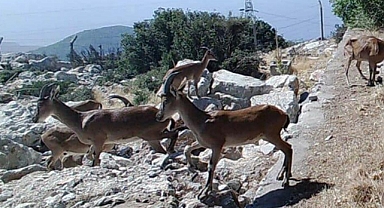 DAĞ KEÇİLERİ SÜREKLİ İZLENİYOR