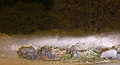 DOMUZ AİLESİ YEMEK BULAMAYINCA BODRUM'A İNDİ