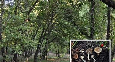 DÜNYADA SADECE MUĞLA’DA YETİŞİYOR