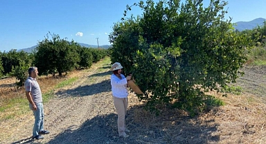 İL TARIM AĞAÇ ÖLÜMLERİNE NEDEN OLAN BAKTERİYE KARŞI ÖNLEM ALIYOR