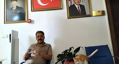 KEDİ 