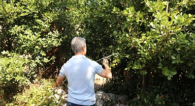 MARMARİS BELEDİYESİ’NDEN DEFNE ATAĞI