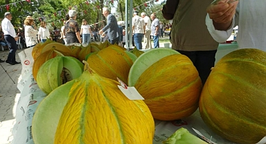 MENTEŞELİ KAVUN ÜRETİCİLERİ KIYASIYA YARIŞTI