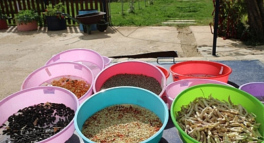 2023 YILININ ATA TOHUMLARI DAĞITIMA HAZIRLANIYOR