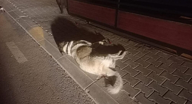 BODRUM’DA 3 KÖPEK ÖLMÜŞ OLARAK BULUNDU