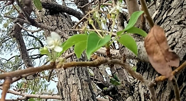 DATÇA’DA ARMUT AĞACI KASIM AYINDA ÇİÇEK AÇTI