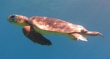 DATÇA'DA OLTAYA CARETTA CARETTA TAKILDI