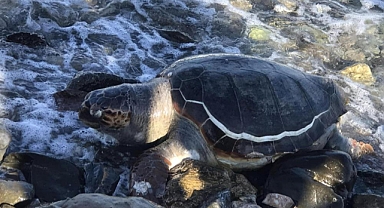 DATÇA SAHİLİNDE ÖLÜ CARETTA CARETTA BULUNDU
