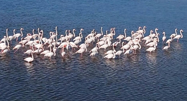FLAMİNGOLAR BODRUM’A RENK KATTI