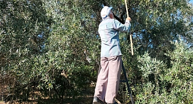 KÖYCEĞİZ’DE YAĞIŞ SONRASI ZEYTİN HASADI HIZLANDI