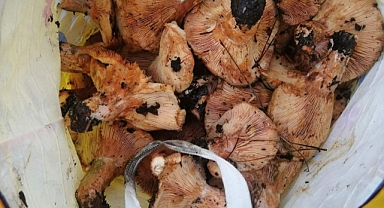 MUĞLA’DA ÇINTAR MEVSİMİ BAŞLADI