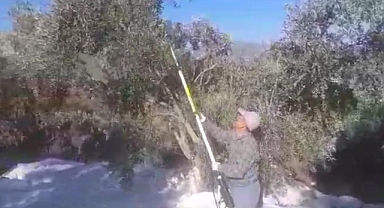 MUĞLA’DA ZEYTİN HASADI BAŞLADI