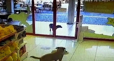 ÜÇ KÖPEĞİN MAĞAZADAN OYUNCAK KÖPEK ÇALMASI GÖRENLERİ GÜLÜMSETTİ