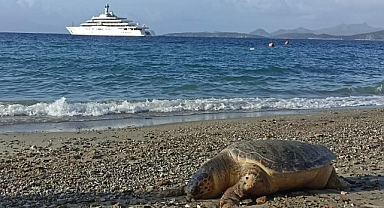 CARETTA ÖLÜSÜ SAHİLE VURDU