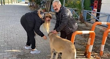 CİNS KÖPEK HIRSIZLARI POLİS TARAFINDAN YAKALANDI