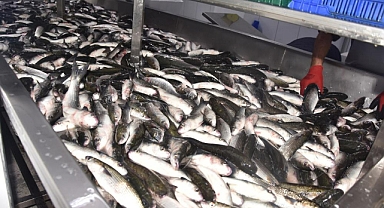 DALYAN KEFALİ KİLOSU 50 LİRADAN SATILIYOR