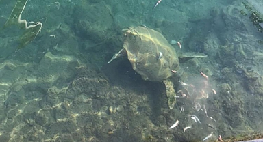 DATÇA’DA DENİZ KAPLUMBAĞASINI BALIKLA BESLEDİLER