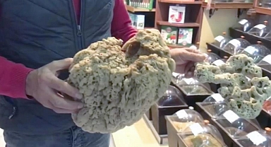 DENİZ SÜNGERLERİNDE ‘SICAKLIK’ TEHLİKESİ