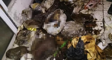 EVDE ÇOK SAYIDA KEDİ VE KÖPEK ÖLÜSÜ BULUNDU