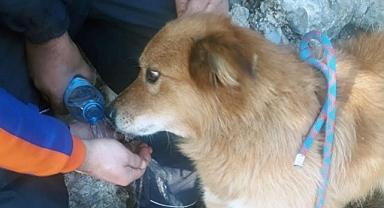 KAYALIKLARDA MAHSUR KALAN KÖPEĞİ MENTEŞE BELEDİYESİ EKİPLERİ KURTARDI