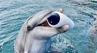 MARMARİS’TEKİ YUNUS PARKINDA BİR YUNUS DAHA HAYATINI KAYBETTİ