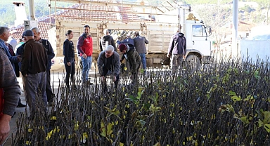MENTEŞE’DE 3 KIRSAL MAHALLEYE 4 BİN ADET İNCİN FİDANI DAĞITILDI