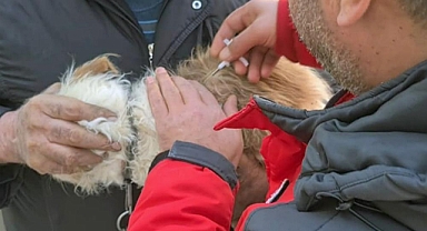 MUĞLA’DA 37 BİN HAVYANA MİKROÇİP TAKILDI