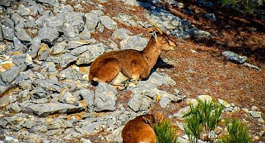 MUĞLA'DA YABAN KEÇİLERİ GÖRÜNTÜLENDİ