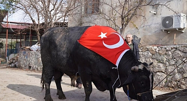 200 BİN LİRAYA SATILDI, 933,5 KİLO KARKAS ET ÇIKTI